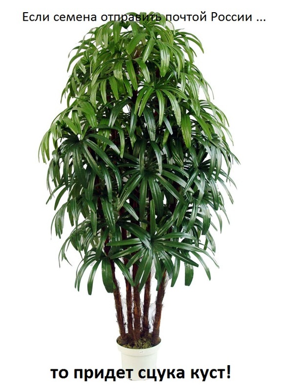 И ведь правда)