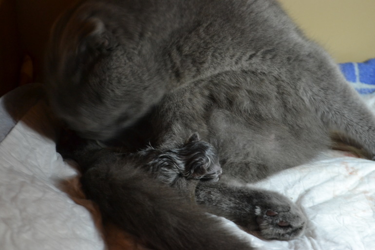 Покажу вам наших