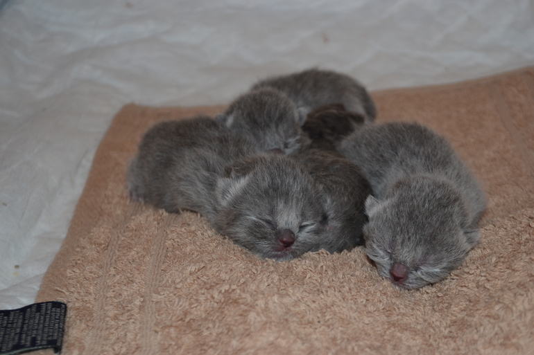 Покажу вам наших