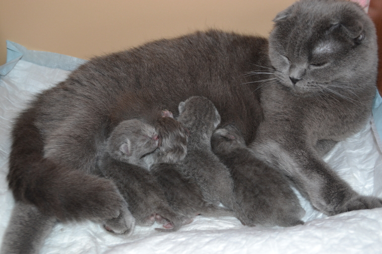 Покажу вам наших