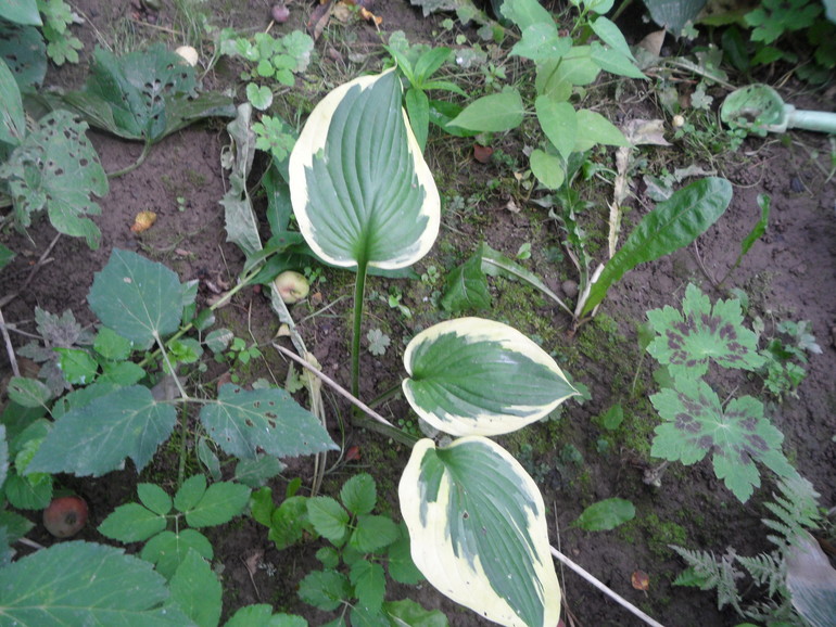 9ed88a04a33736f5975c8b0fc36c8665.jpg
