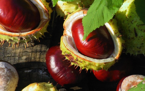 Чем написать на каштане?