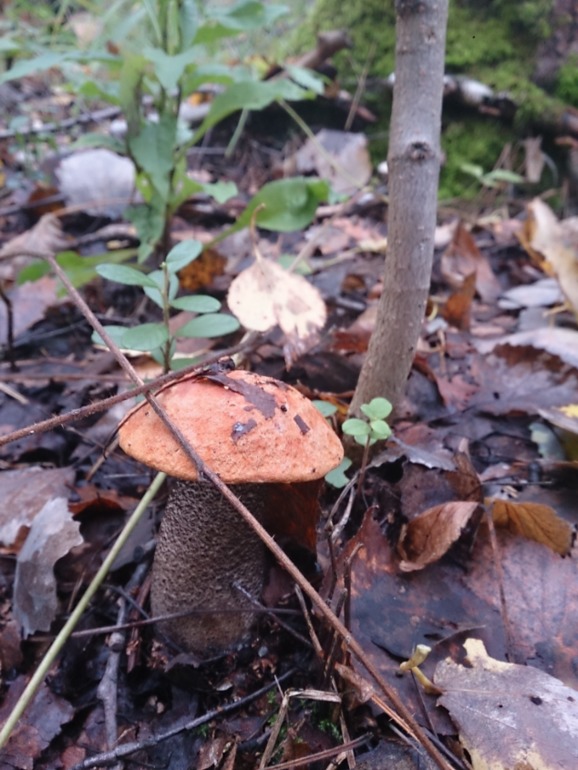 Выходные в лесу