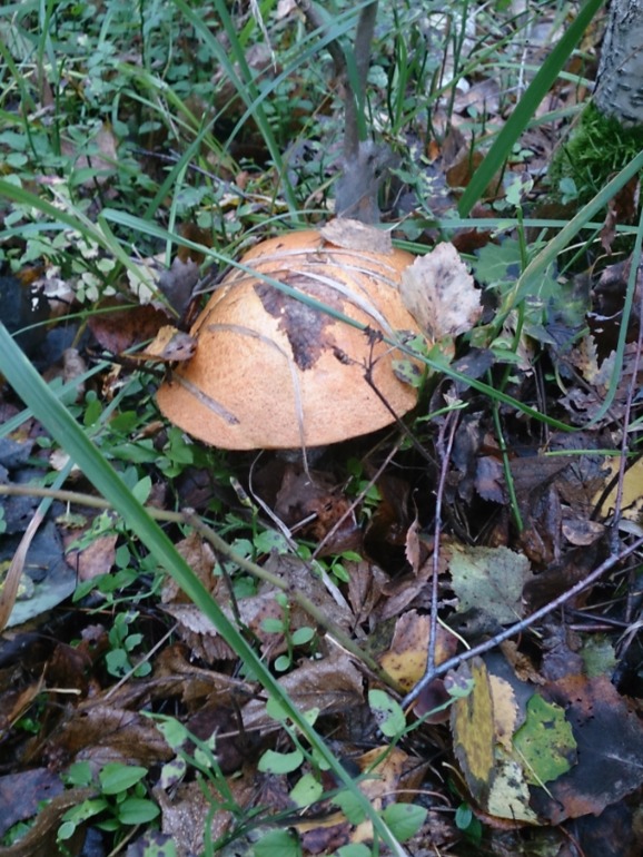 Выходные в лесу