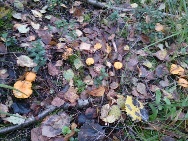 Выходные в лесу