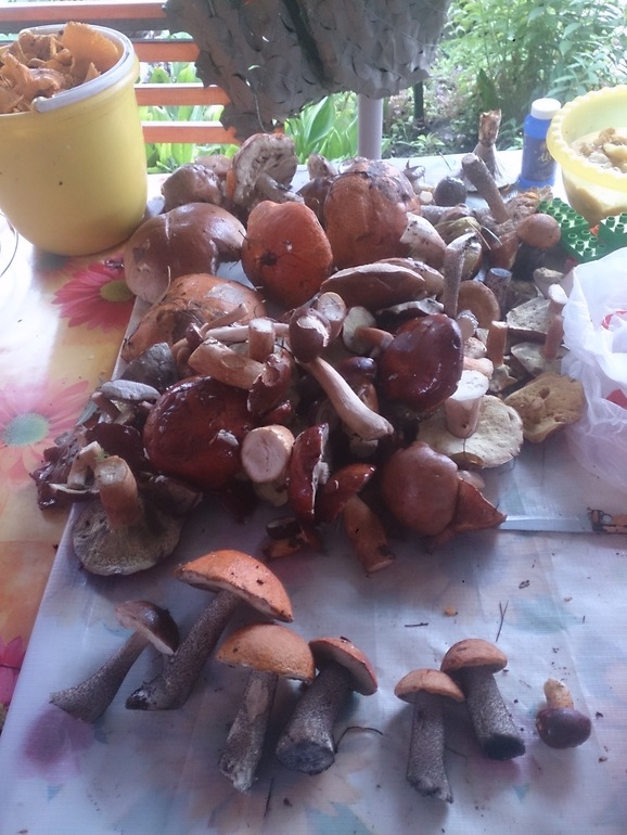 Выходные в лесу