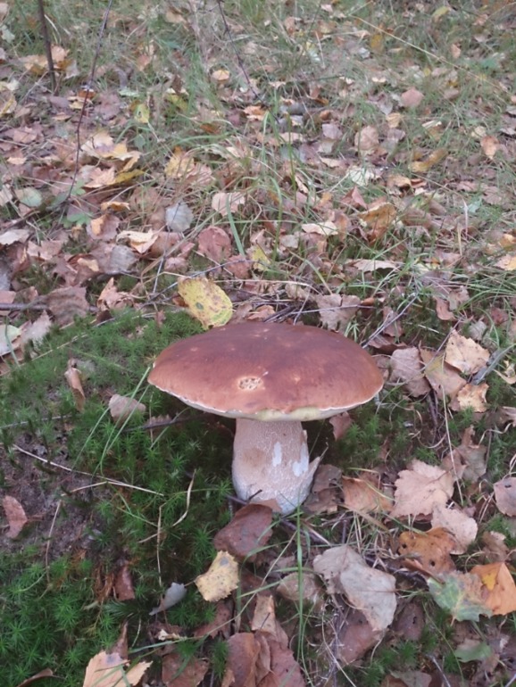 Выходные в лесу