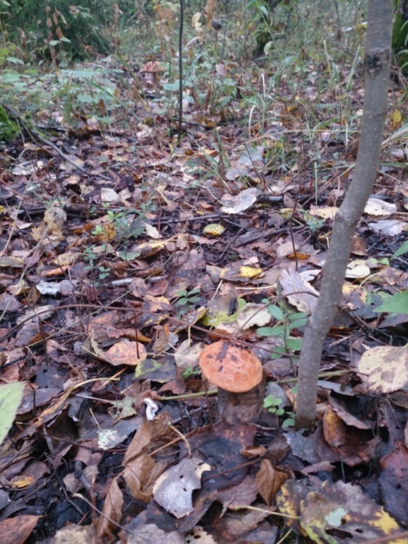 Выходные в лесу