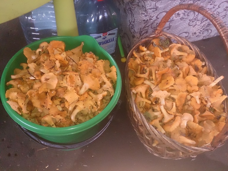 Выходные в лесу