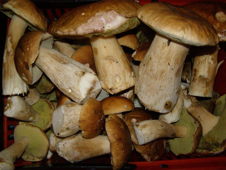 Про грибы и соль.