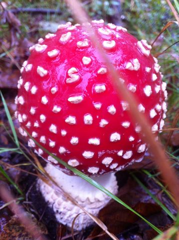 Про грибы и соль.