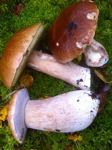 Про грибы и соль.