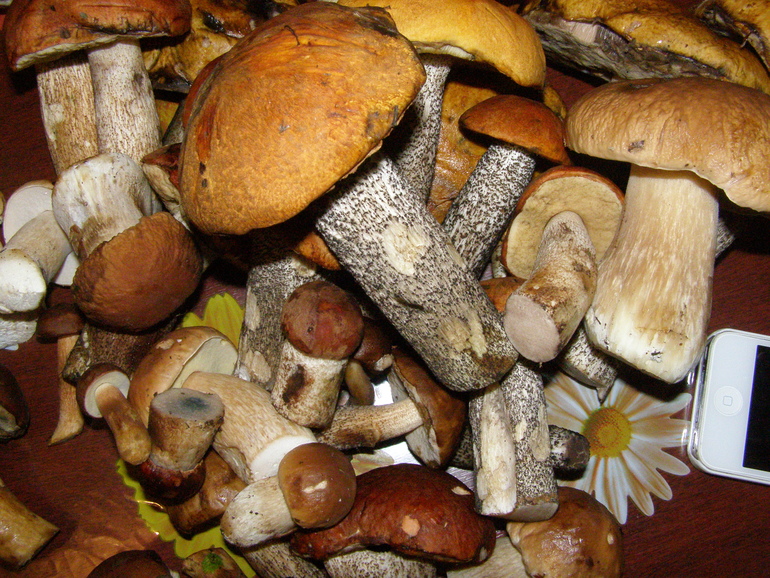 Про грибы и соль.