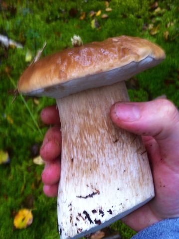 Про грибы и соль.