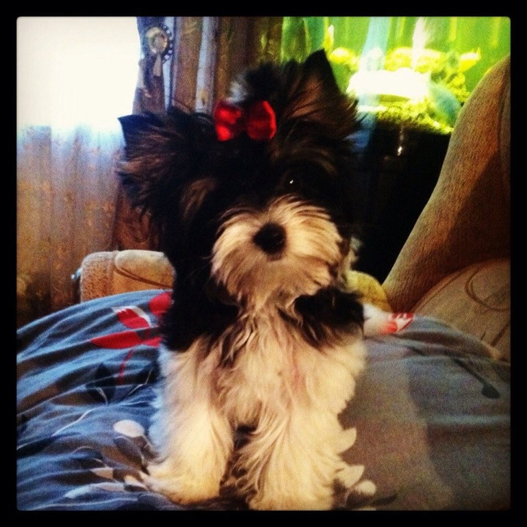 Шерри моя радость)))