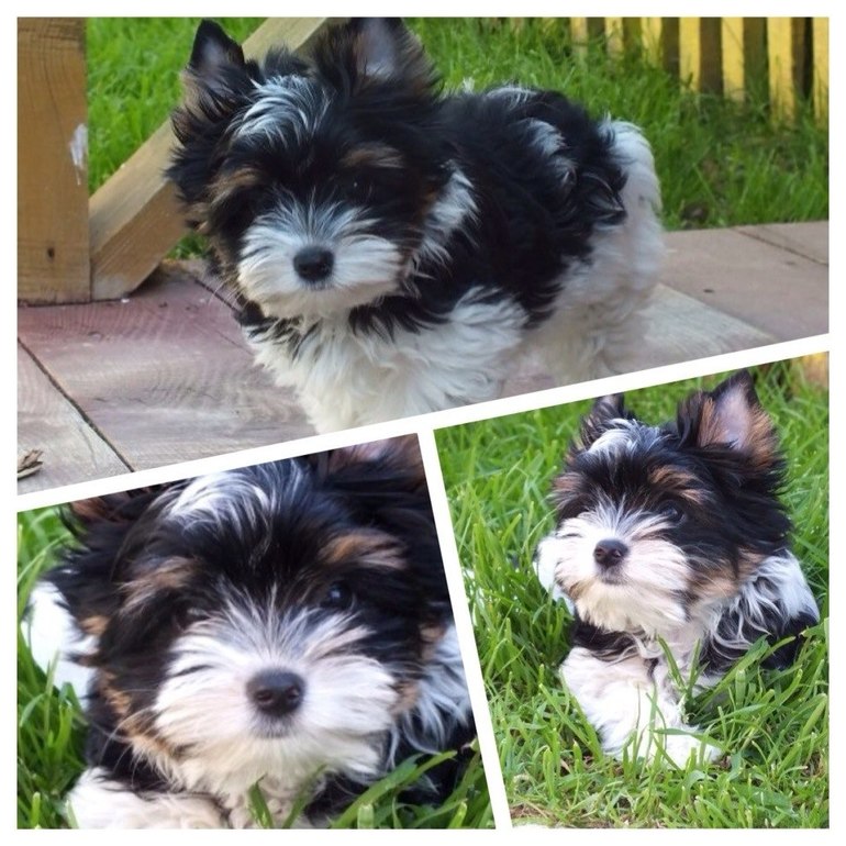 Мой новый член семьи