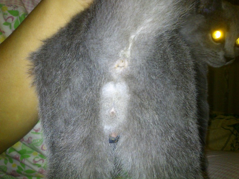 Девочки,срочно, кто знает!