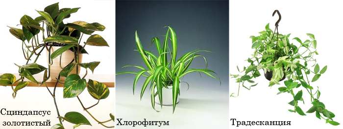 Квартира в цветах – ваша мечта? Тогда вам сюда: 10 подсказок для начинающих цветоводов!