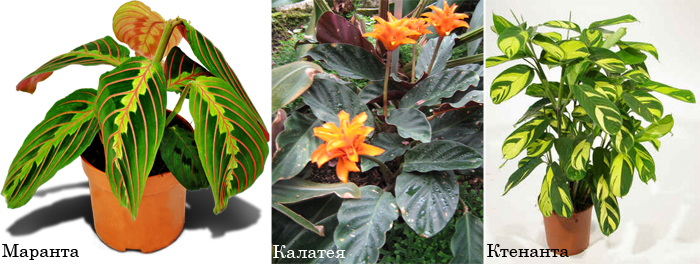 Квартира в цветах – ваша мечта? Тогда вам сюда: 10 подсказок для начинающих цветоводов!