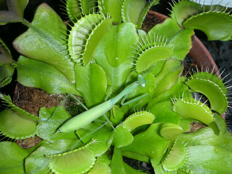 Два любителя мух.