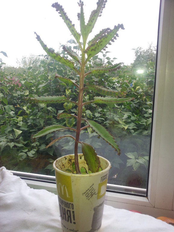 Продам или обменяю лечебный Каланхоэ