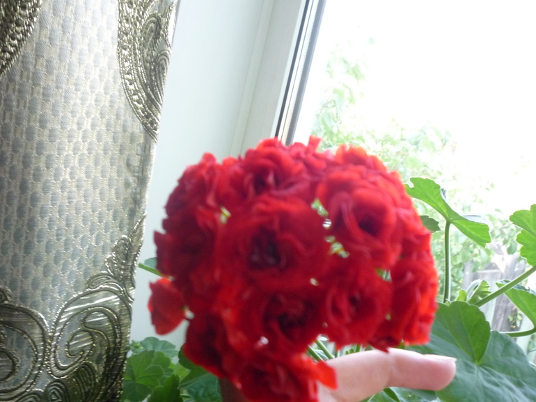 На улице холодно, а дома расцвели цветы.