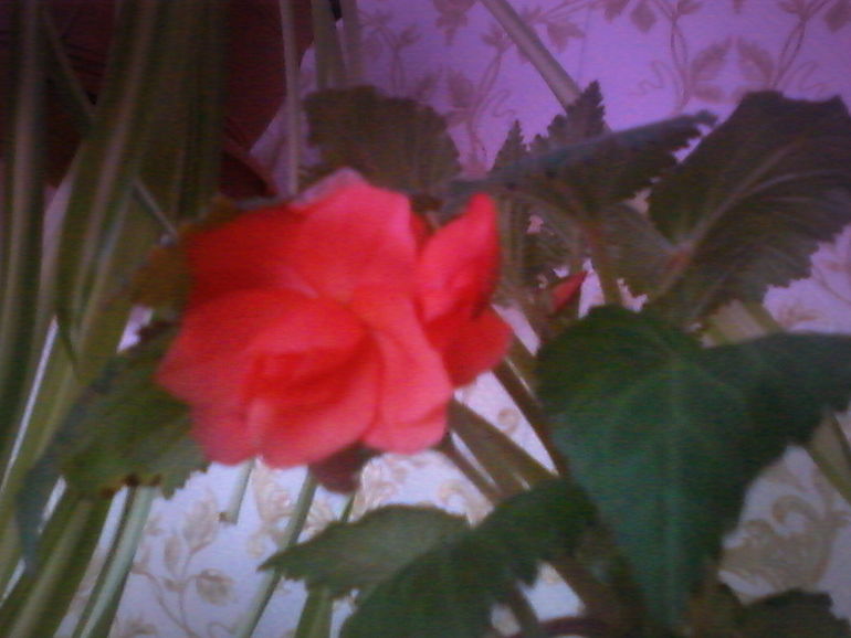 На улице холодно, а дома расцвели цветы.