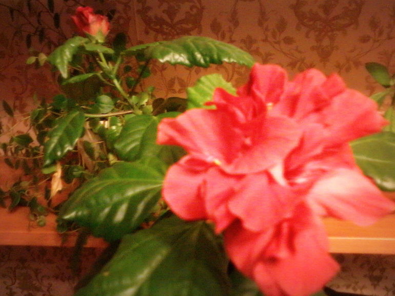 На улице холодно, а дома расцвели цветы.