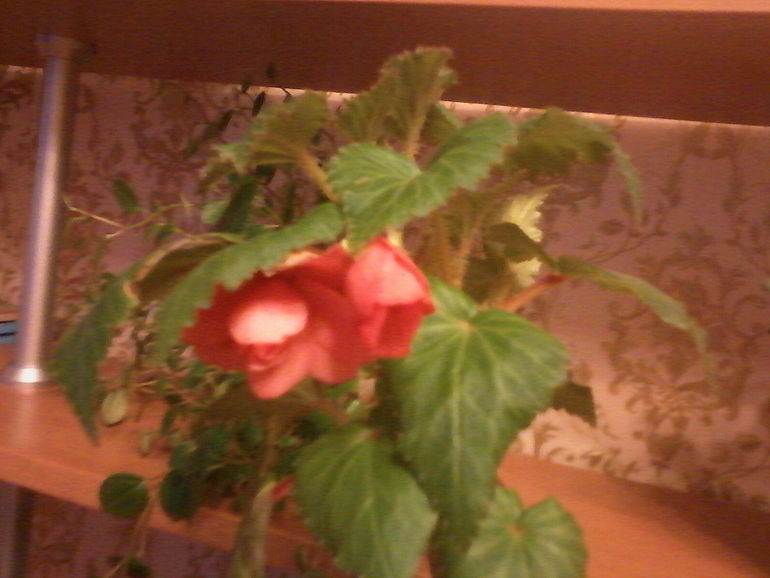 На улице холодно, а дома расцвели цветы.