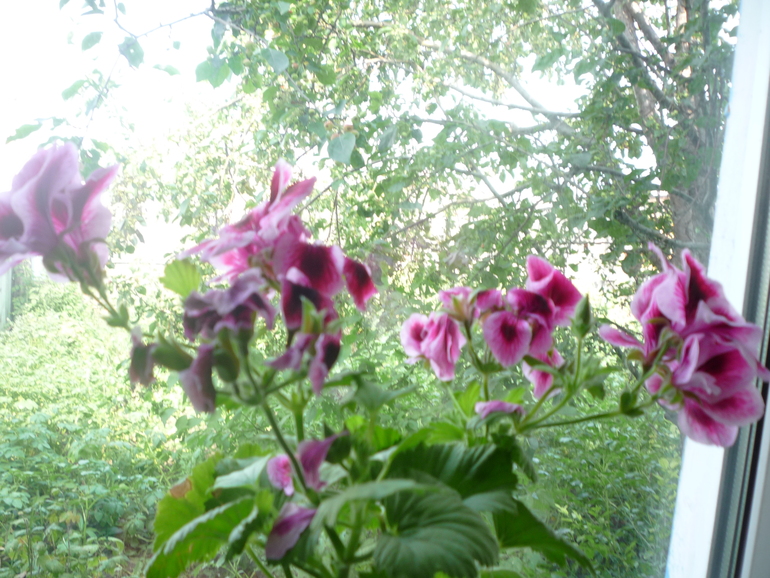 На улице холодно, а дома расцвели цветы.