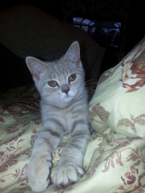 Нам 17,3))) Растём)))