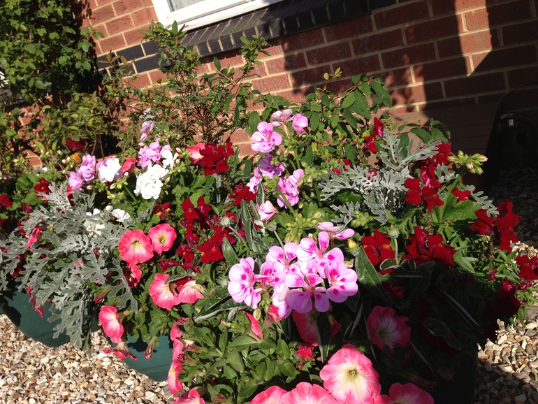 Маленький садик или сколько растений можно разместить на одной сотке.