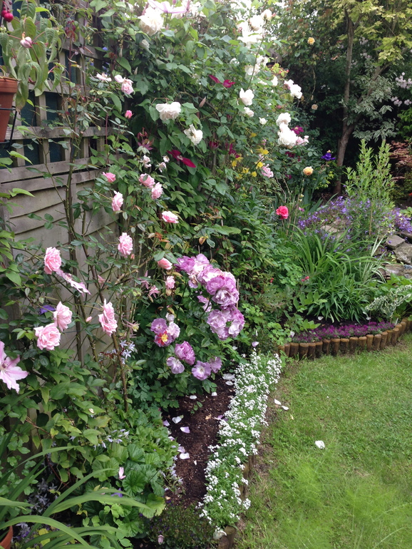 Маленький садик или сколько растений можно разместить на одной сотке.