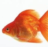 Собираем БЫСТРО 9 ВЫКУП, постараюсь мини выкуп сделать перед НГ на подарочки! НИЖНЕЕ БЕЛЬЕ для НАС О