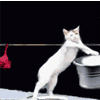 92a8cefaf87e0e48f284f10141a06436.gif