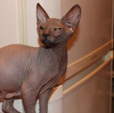 Женская и мужская обувь Талтекс - дешево и практично