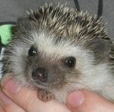 Благодарность ббешечкам!!