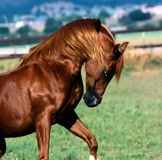 СОС! ИСТОЩЕННЫЙ КОБЕЛЕК ПОГИБАЕТ НА УЛИЦЕ, ПОМОЧЬ ЕМУ НЕКОМУ. НОВОСТИ!!!ОТОЗВАЛСЯ КУРАТОР ВРОДЕ!