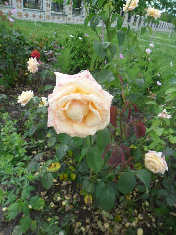 0ba96122f2681ccac2d61b4e7218e771.jpg