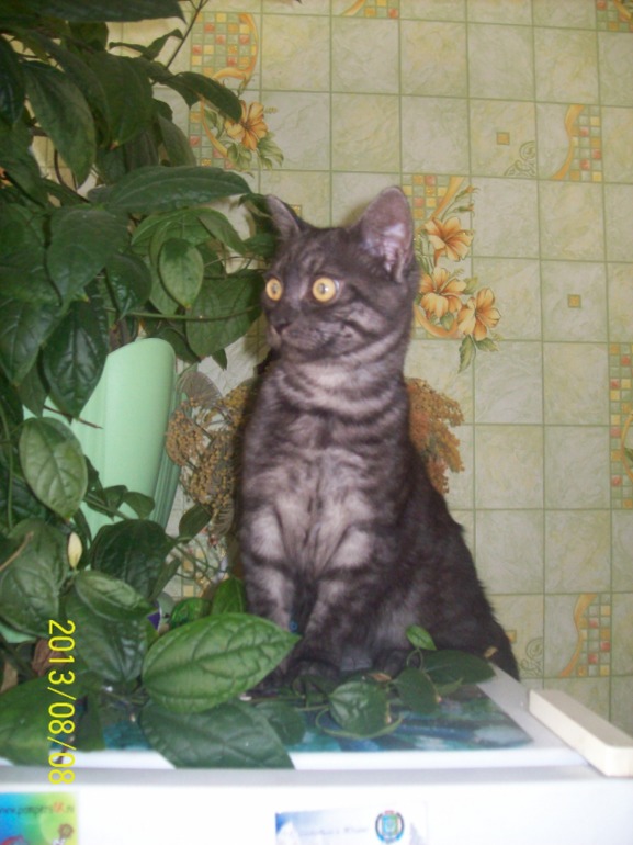 Любимчик Кузя.