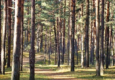 Продажа участков в Зеленогорске В городе Зеленогорске компания