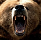 ursus