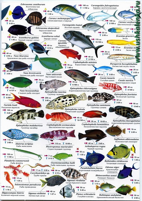 Крупные рыбы красного моря фото с названиями шарм эль шейх