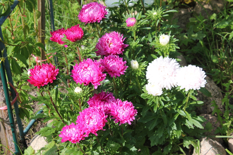 b15cc7cb541dfe15e1e008deb20078dc.jpg