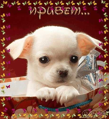 17cf7fab5dd06ca00924ca9c142c60d4.gif