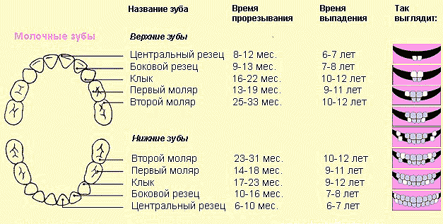 зубки зубки