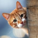 March Cat