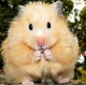 Kisyulick