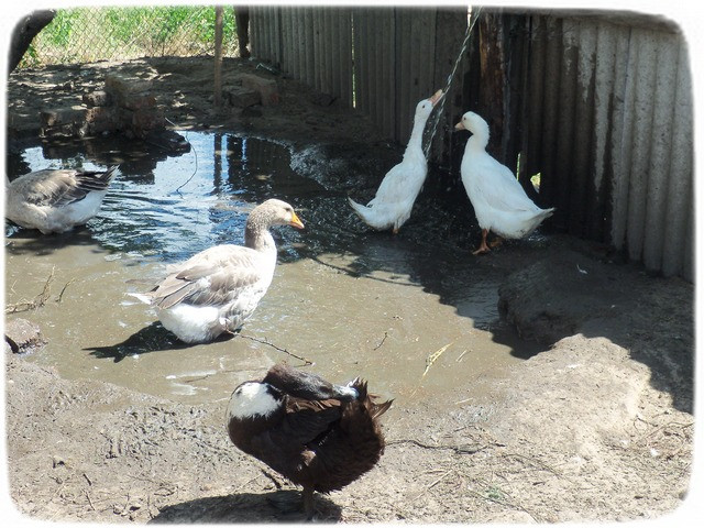 57ee91b1fc406e9f3bc994f9815d3334.jpg