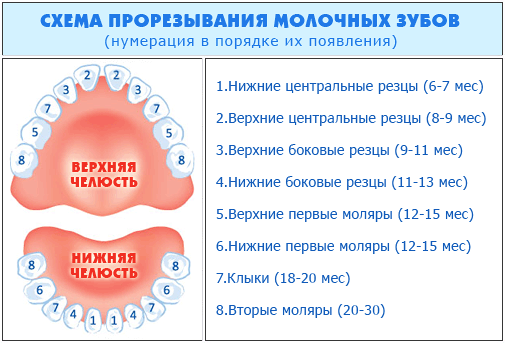 зубки зубки